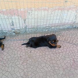 Cucciola rottweiler 2 mesi, da vaccinare