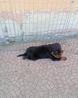 Cucciola rottweiler 2 mesi, da vaccinare