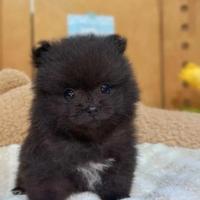 Spitz di Pomerania femminuccia