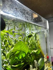 Baby Guppy Selezionati - 3 settimane di vita