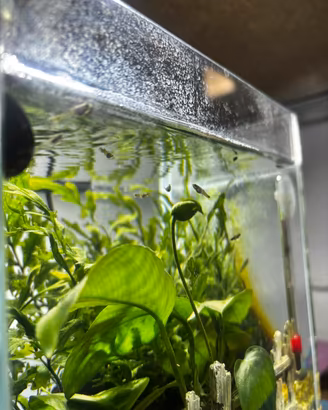 Baby Guppy Selezionati - 3 settimane di vita