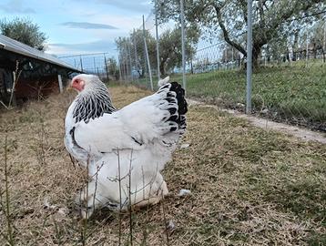 Brahma gallo più galline
