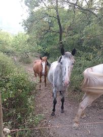 Cavalle Quarter Appaloosa