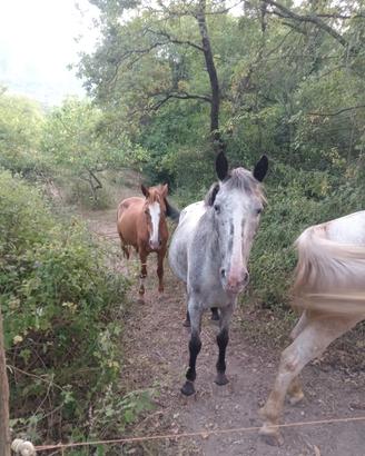 Cavalle Quarter Appaloosa