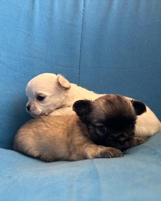 Cuccioli disponibili il nido di priscilla