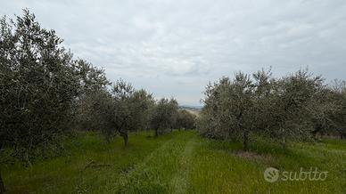 Terreno agricolo 42.000 mq con 550 olivi