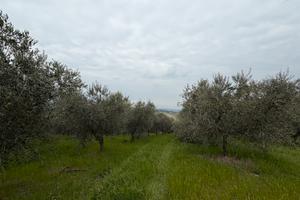 Terreno agricolo 42.000 mq con 550 olivi