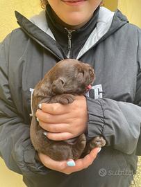 Labrador Retriever