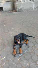 Rottwaler