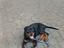 Immagine 1