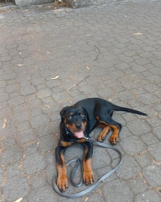 Rottwaler