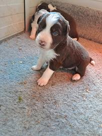 Cucciola Border collie