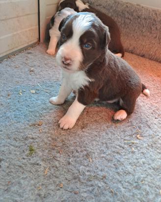 Cucciola Border collie