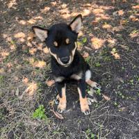 Ultimo maschio shiba