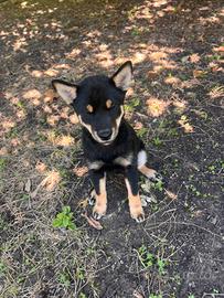 Ultimo maschio shiba