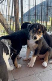 Cuccioli Border Collie con Pedigree