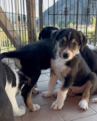 Cuccioli Border Collie con Pedigree