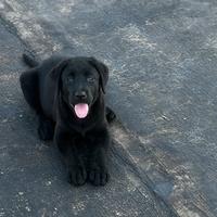 Cucciola Labrador