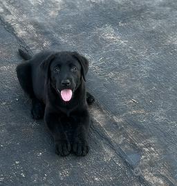 Cucciola Labrador
