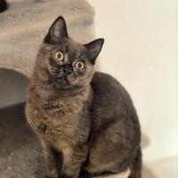 Cuccioli di Scottish Stright