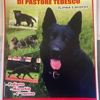 Cucciola di Pastore Tedesco grigia