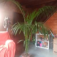 pianta da interno kentia 