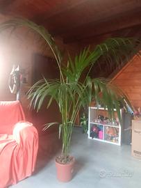 pianta da interno kentia 