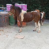 Pony