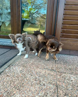 Chihuahua maschio X monta pelo lungo