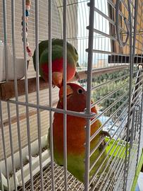 Inseparabili