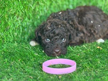 Lagotto