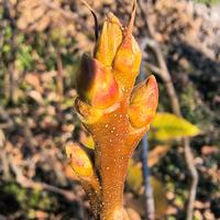 Piante da frutto