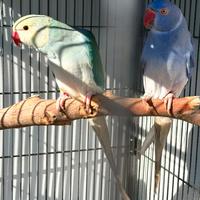 Parrocchetti cleartail