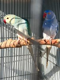 Parrocchetti cleartail