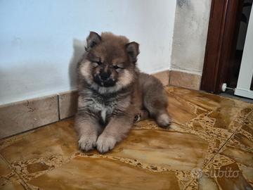 Cucciolo maschio Shiba Inu 