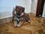 Immagine 1