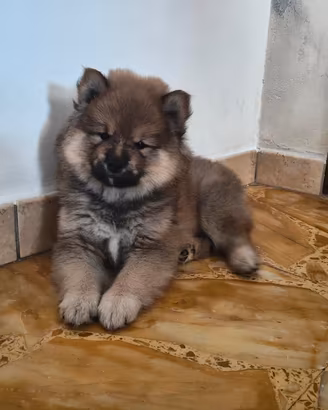 Cucciolo maschio Shiba Inu 