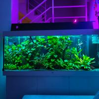 Aquario dolce/salato juwel rio 450 pronto all'uso