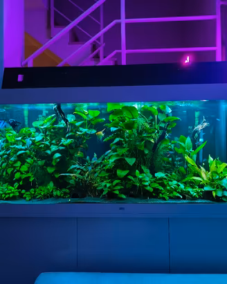 Aquario dolce/salato juwel rio 450 pronto all'uso