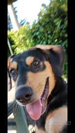 Vivace cucciolo di 1 anno e mezzo