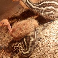 Emù struzzo Australiano