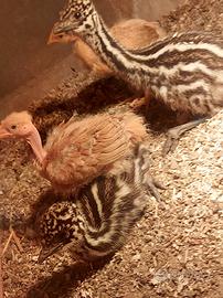 Emù struzzo Australiano