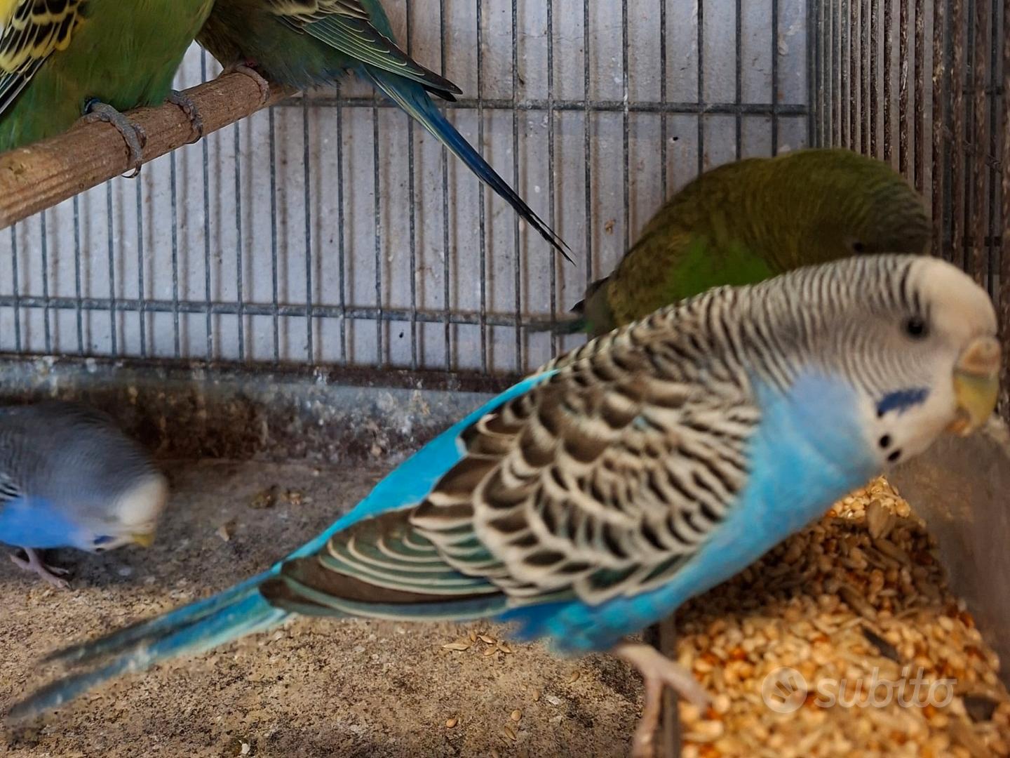 Cocorite - Animali In vendita a Roma