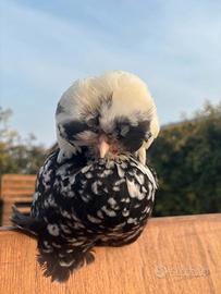 Olandese ciuffata nana padovana nana