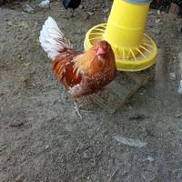Gallo Ornametale