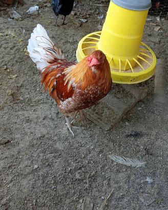 Gallo Ornametale