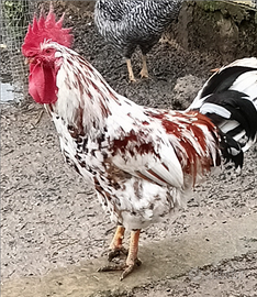 Gallo