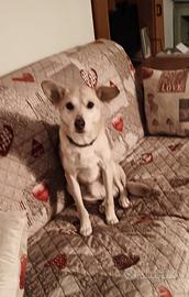 Cane di 13anni