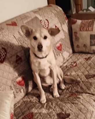 Cane di 13anni