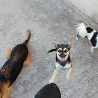 Chihuahua per monta